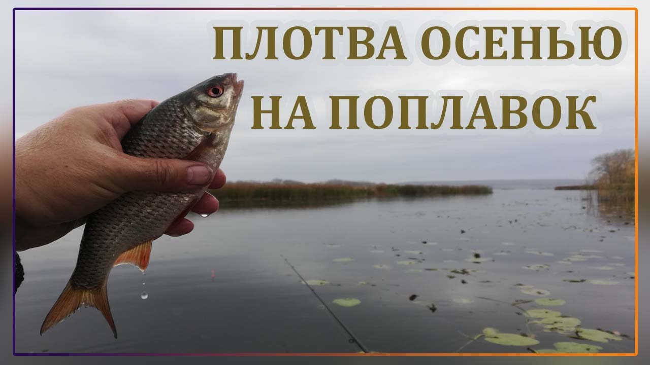 Плотва осенью на поплавок на что ловить Плотва осенью на поплавок. Рыбалка на поплавок. Плотва на поплавок. - YouTube