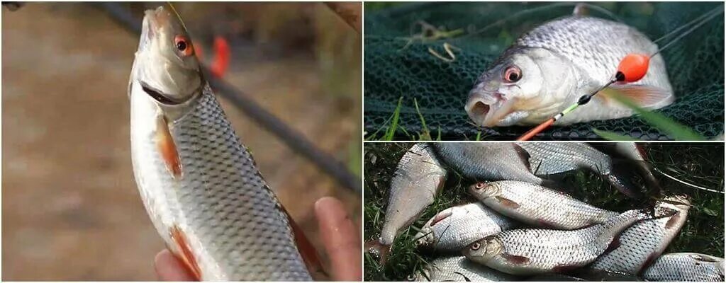 Плотва осенью на поплавок на что ловить Как ловить плотву! Секреты рыбной Ryb-fishing.ru Дзен