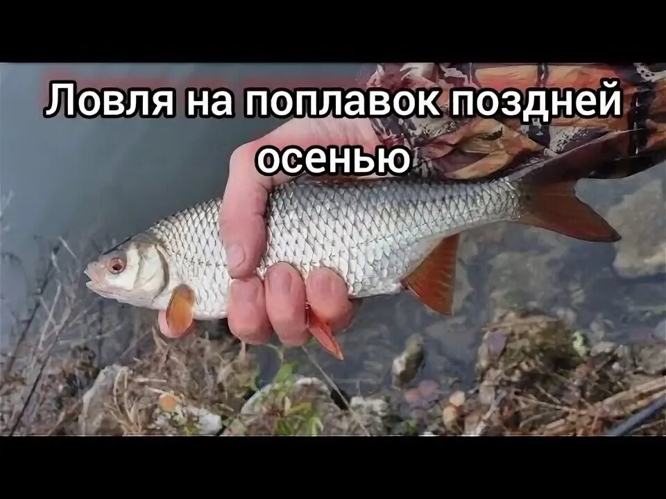 Плотва осенью на поплавок на что ловить Рыбалка на поплавок в ноябре. Ловля плотвы осенью на карьере - YouTube