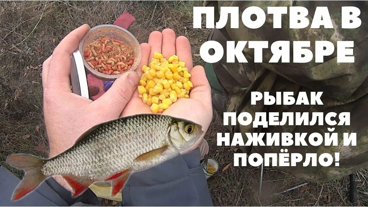 Плотва осенью на поплавок на что ловить ПОПЛАВОК СЕКРЕТЫ ОСЕННЕЙ ЛОВЛИ, ПЛОТВА в ОКТЯБРЕ, клюёт! - YouTube