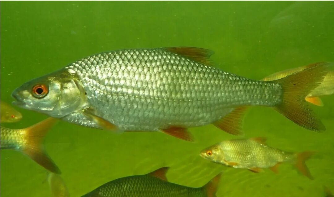 Плотва рыба фото Крупные силиконовые приманки для трофейной рыбы Savage Gear 4D LB River Roach. Р