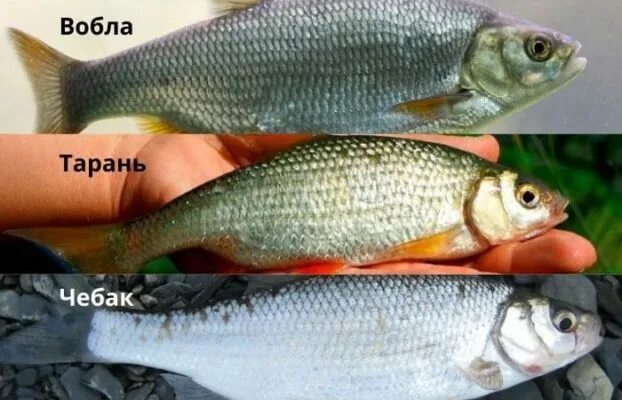 Плотва рыба фото и описание Плотва рыба фото и описание, на что и где ловить