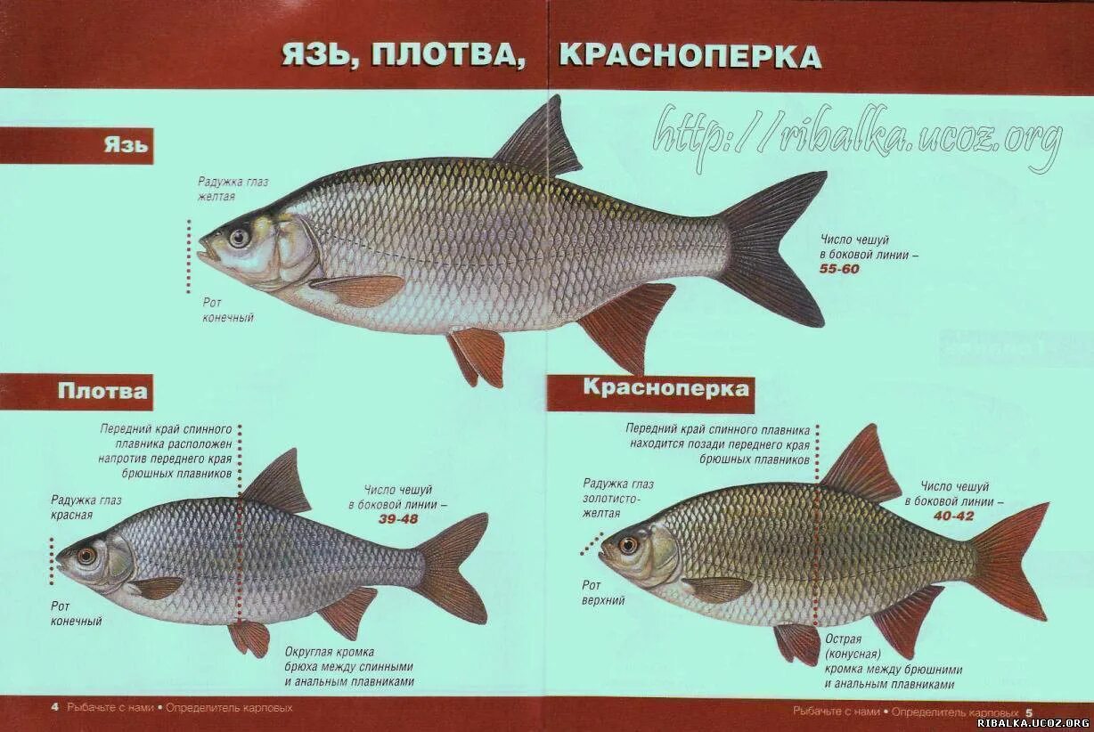 Плотва рыба фото и описание Рыба сорога - фото и описание, места обитания и питание, особенности рыбалки