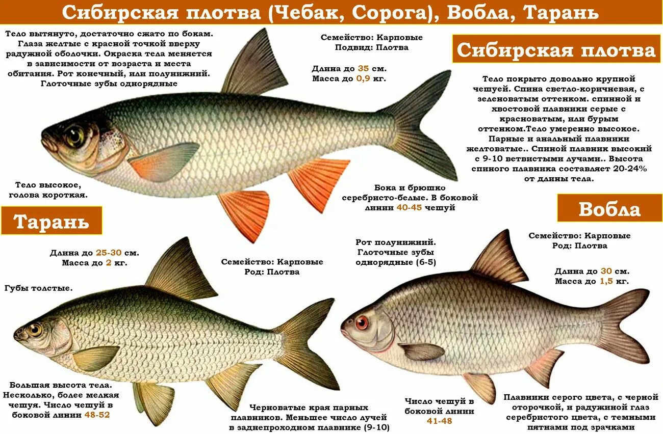 Плотва рыба фото и описание Чебак рыба (сибирская плотва): внешний вид, среда обитания