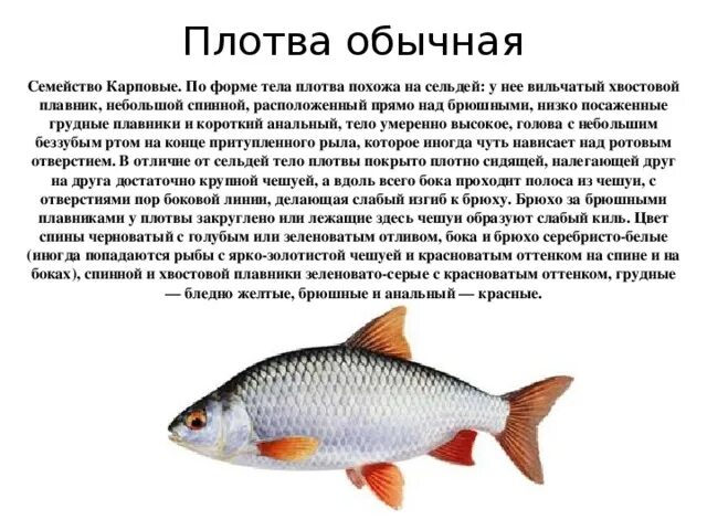 Плотва рыба фото и описание Презентация к курсу "Живая природа Джанкойского района" "РЫБЫ ПРИСИВАШЬЯ" - биол