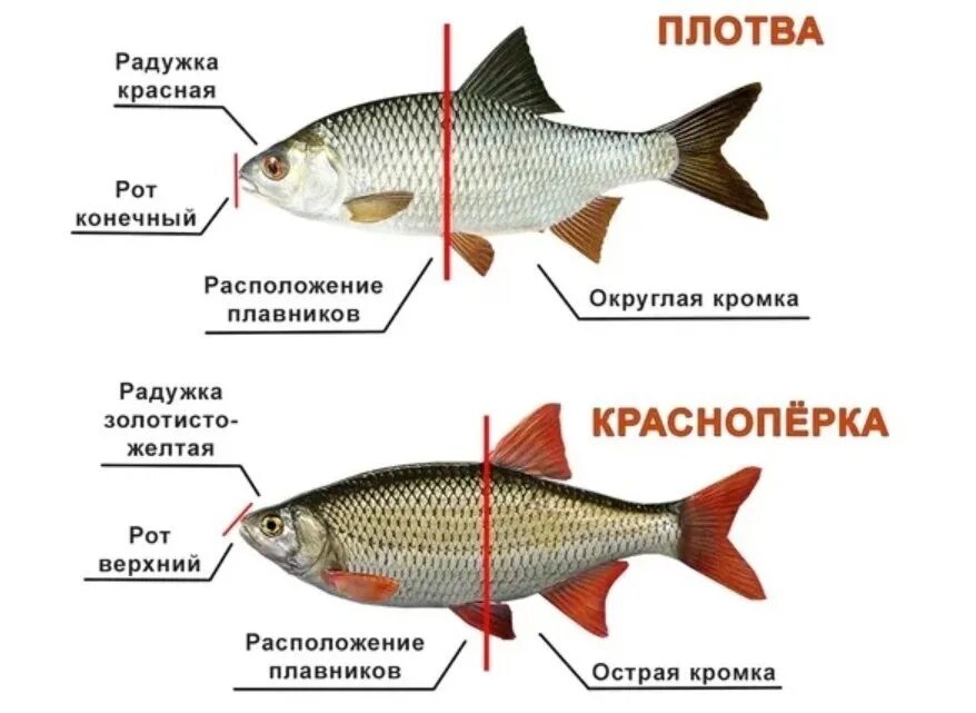 Плотва рыба фото и описание Рыба плотва - фото и описание, как выглядит, ареал обитания, техника ловли