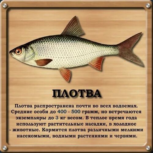 Плотва рыба фото и описание Валерий Яковлев : Коротко о рыбах 2016 Андрей Чиркин ВКонтакте