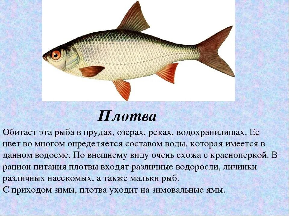Плотва рыба фото и описание Плотва: описание рыбы, места обитания, образ жизни и способ ловли