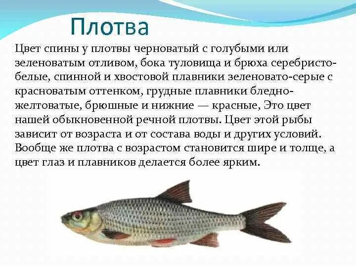 Плотва рыба фото и описание Рыба сорога - фото и описание, места обитания и питание, особенности рыбалки