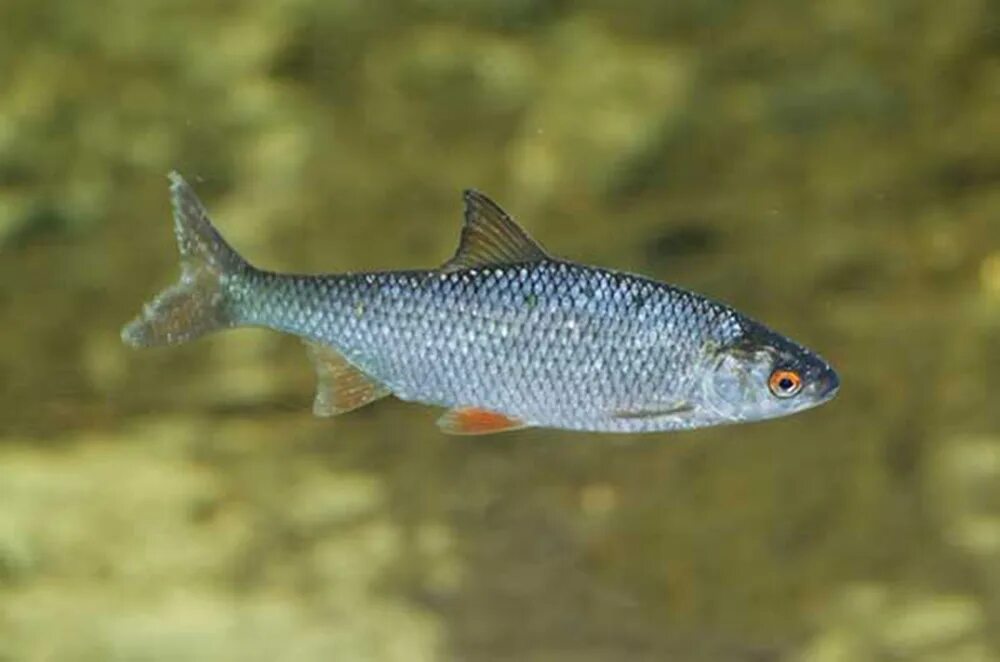 Плотва рыба фото речной как выглядит Плотва, или сарога (лат. Rutilus rutilus)