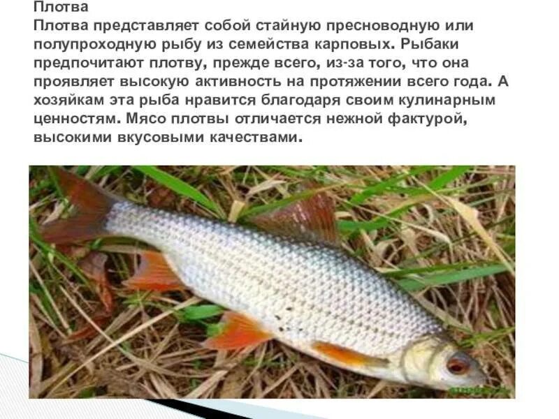 Плотва рыба википедия фото и описание Рыба плотва - фото и описание, как выглядит, ареал обитания, техника ловли
