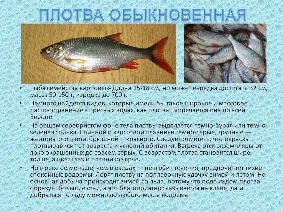 Плотва рыба википедия фото и описание Рыба сорога - фото и описание, места обитания и питание, особенности рыбалки