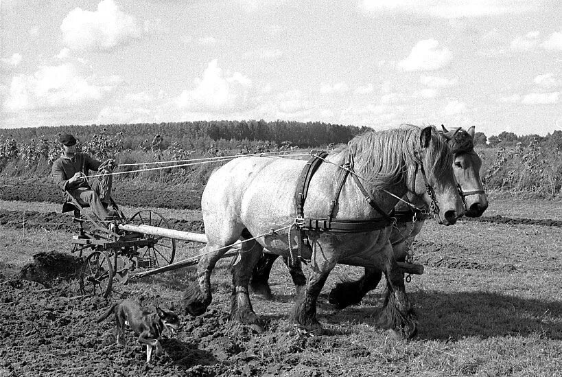 Плуг фото старинный с лошадью Ghim trên Old Farm Life