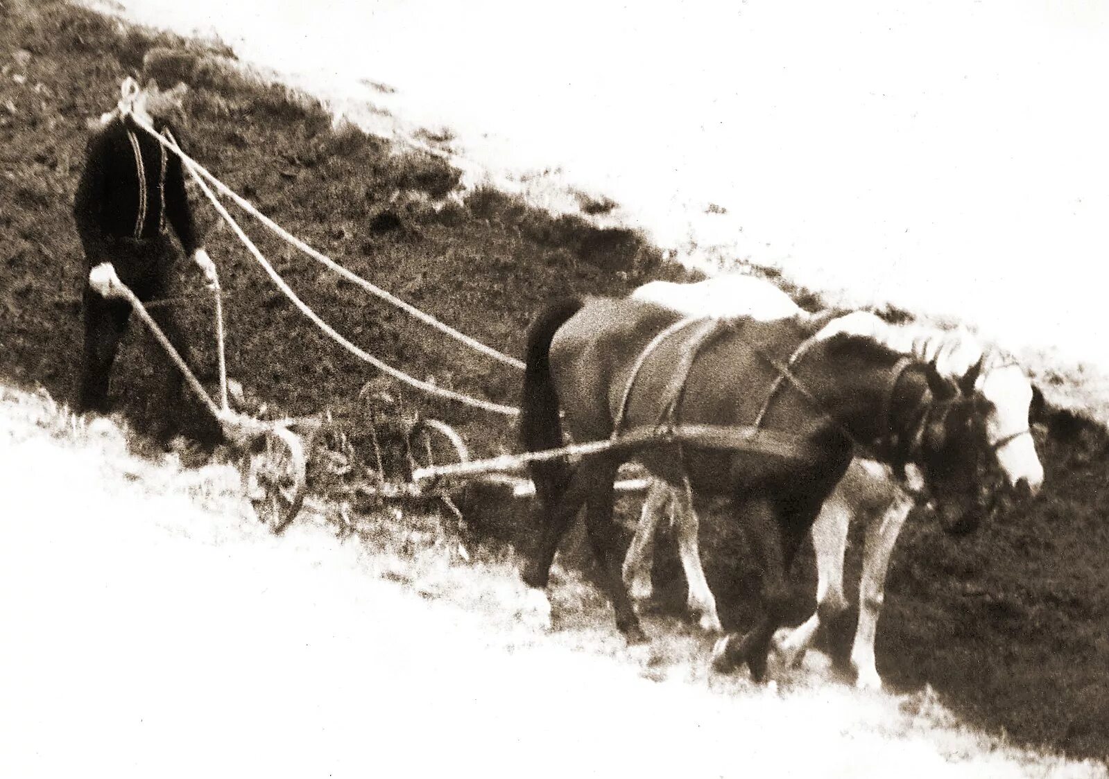 Плуг фото старинный с лошадью Файл:Peasant ploughing with two horses, 1977 springs, Szatmar county Hungary.jpg