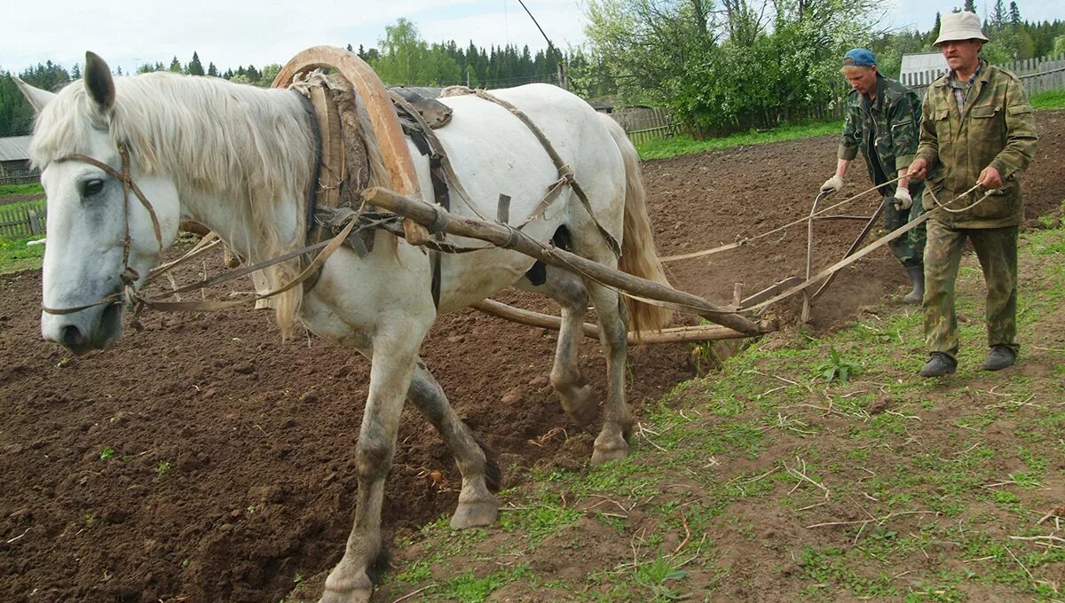 Плуг фото старинный с лошадью Со знаком минус "Новый компаньон"