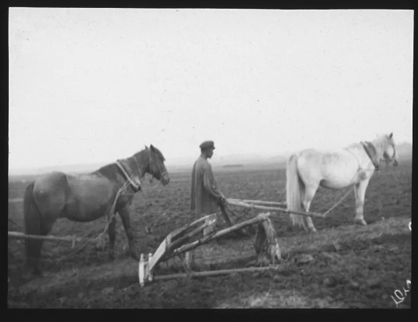 Плуг фото старинный с лошадью Рыльково. Фотографии Генри Люка Боллея. Лето 1903 года - Город Гжатск