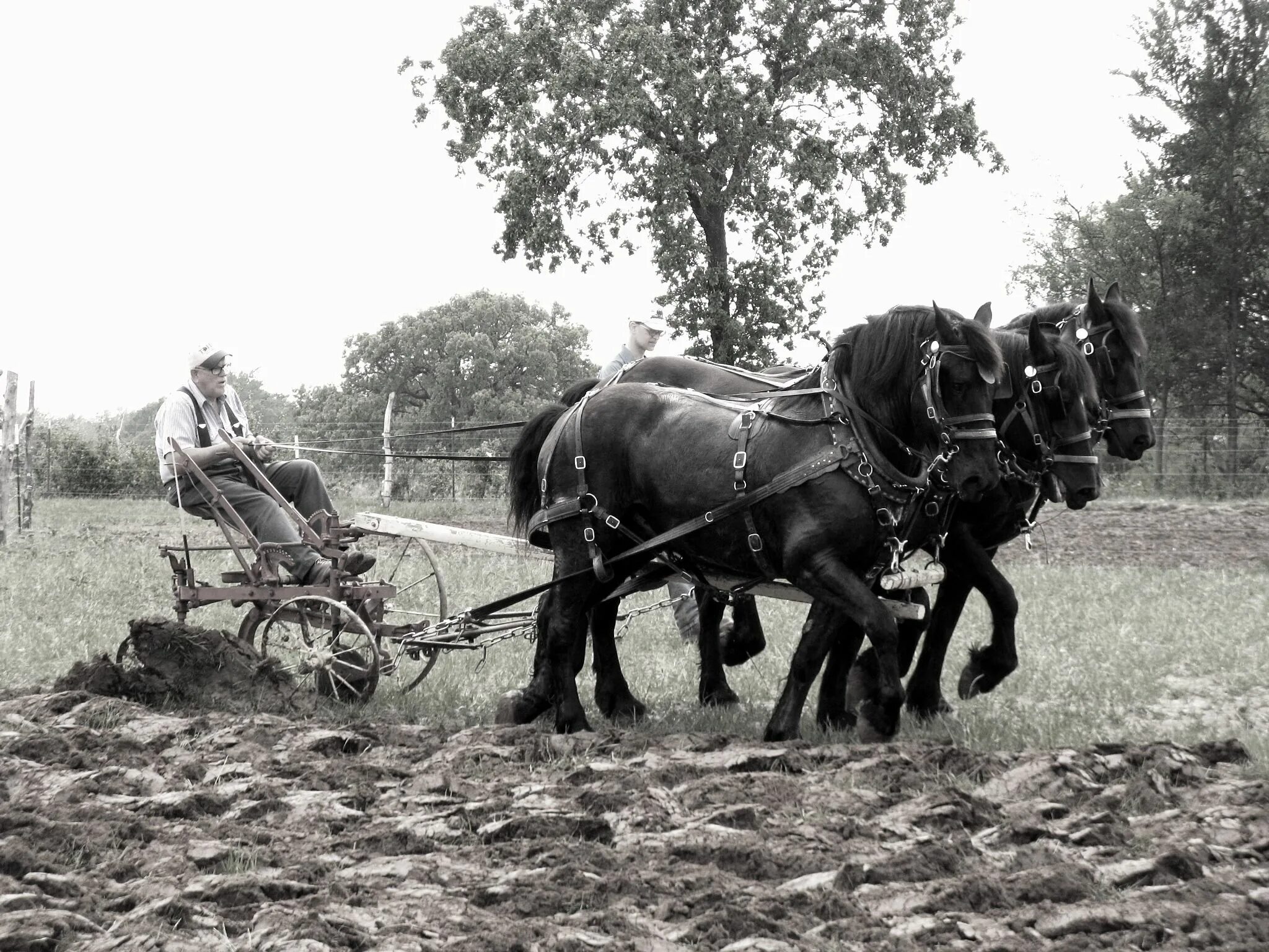 Плуг фото старинный с лошадью Clydesdales plowing in a field. Old pictures. Horses, Horse farms, Draft horses