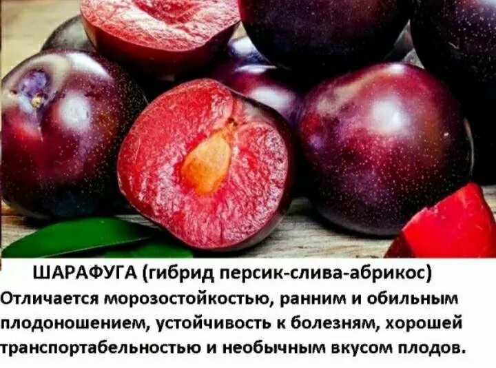 Плумкот описание сорта фото отзывы Плумкот описание сорта фото отзывы: найдено 88 изображений