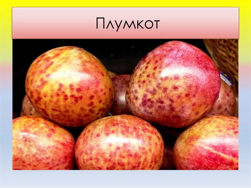 Плумкот описание сорта фото отзывы Фотографии гибрида плумкот сливочный Природная галерея Фотогалерея природы на di
