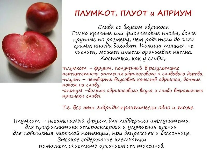Плумкот описание сорта фото отзывы Слива Плумкот (двухлетка) с зкс