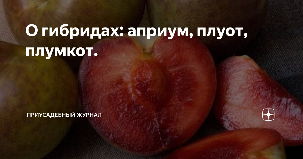 Плумкот описание сорта фото отзывы О гибридах: априум, плуот, плумкот. Приусадебный журнал Дзен