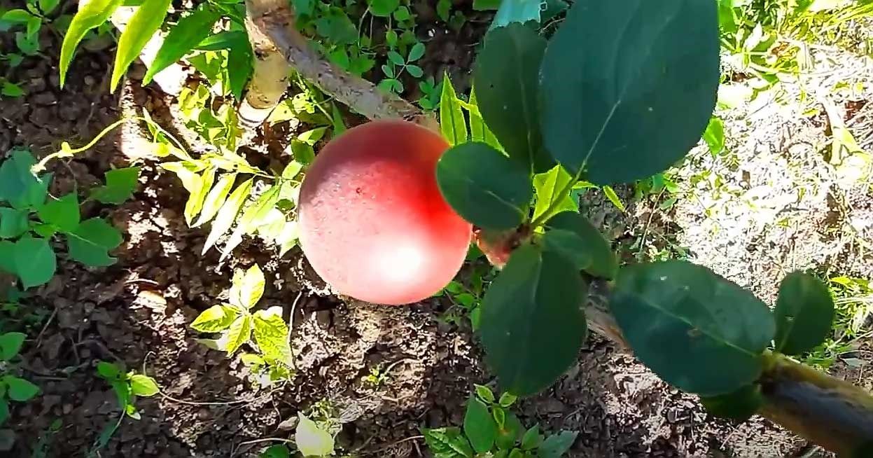 Плумкот описание сорта фото отзывы Гибриды сапа и плумкот - описание и фото