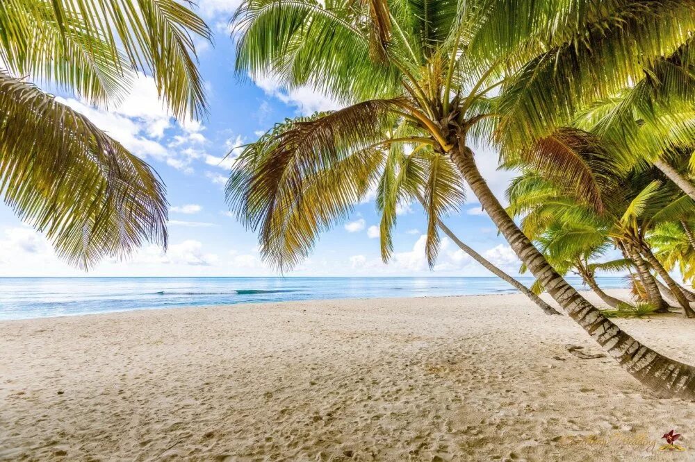 Пляж баунти фото Свадьба на острове Саона от компании "Caribbean Wedding"