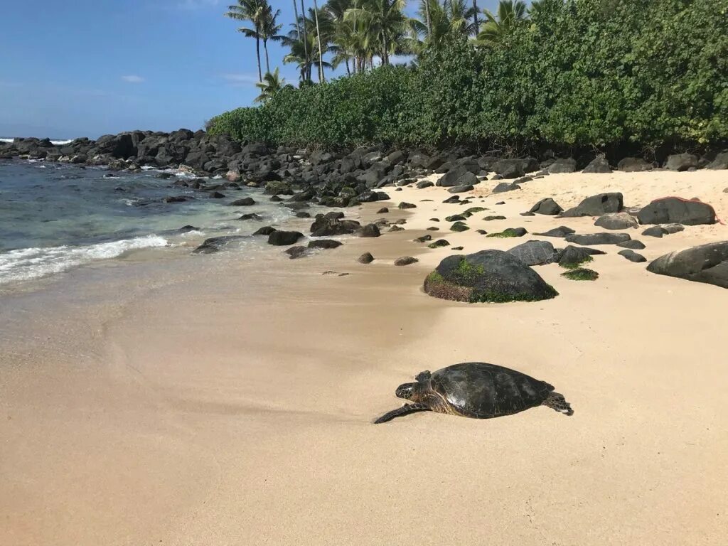 Пляж черепашка республика крым фото Oahu Snorkeling - The 5 Best Spots You Should Never Miss TouristSecrets