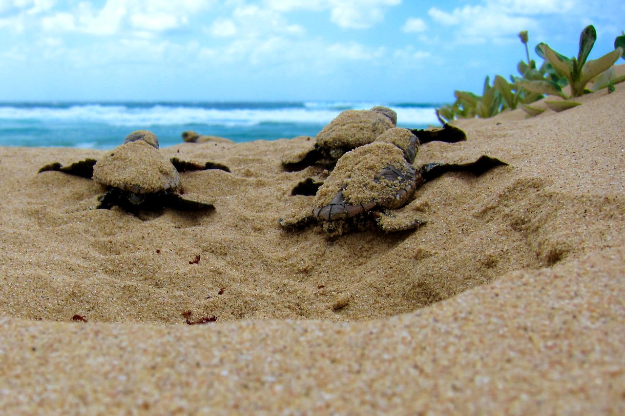 Пляж черепашка республика крым фото Found: Fossilized Tracks of Baby Sea Turtles in South Africa - Atlas Obscura