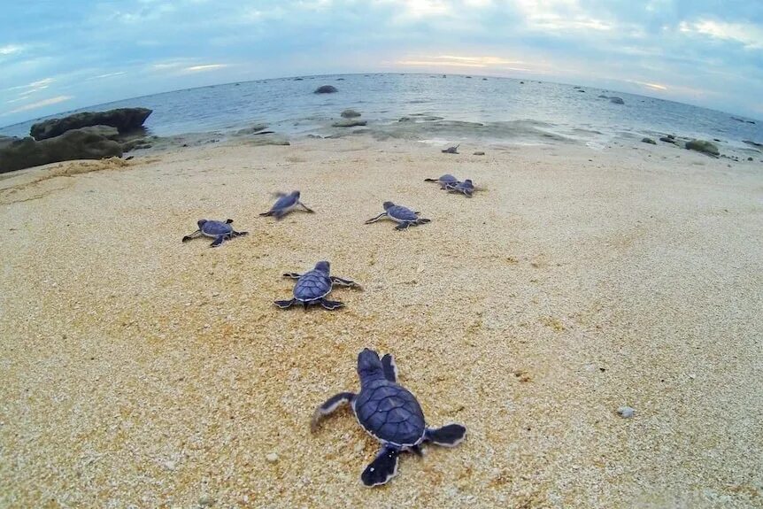 Пляж черепашка республика крым фото Green turtle rookery on Raine Island brought back from brink, but scientists' fi