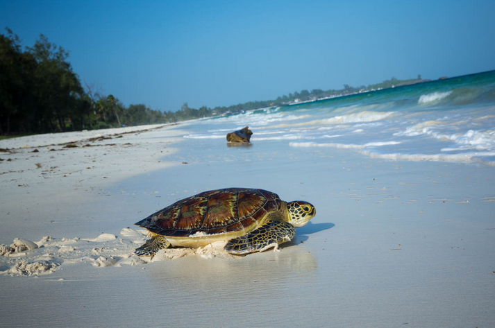 Пляж черепашка республика крым фото Best Hotels in Watamu Kenya: Holiday visit, turtles, flights, beach, accommodati