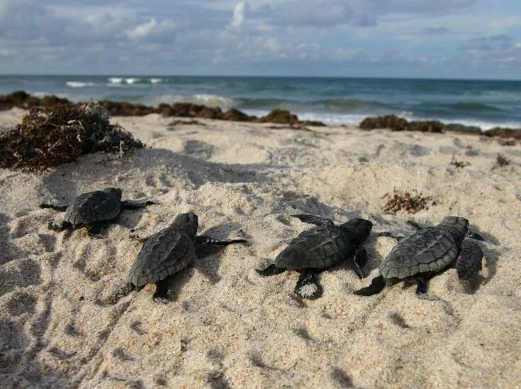 Пляж черепашка республика крым фото Do not disturb Florida’s nesting sea turtles - Sea Turtle Conservancy Sea turtle