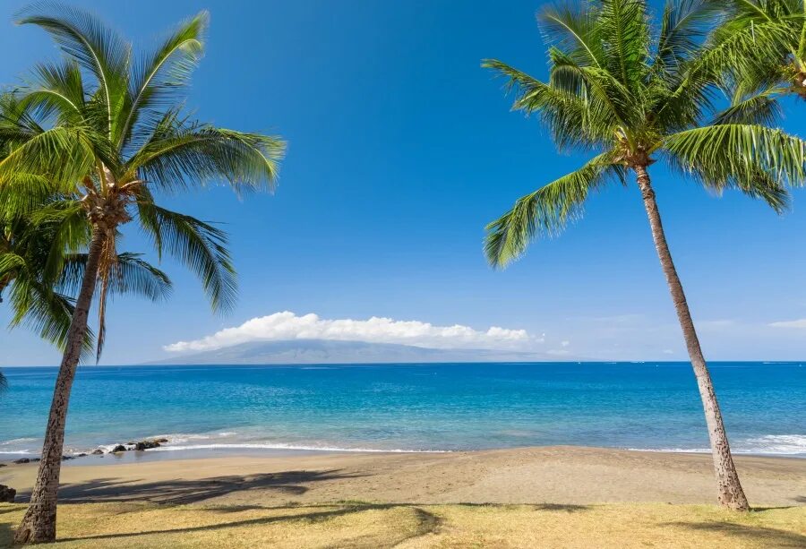 Пляж фото молодых Laeacco Sunny Sea Beach Palm Trees Landscape Photography Backgrounds Vinyl Custo
