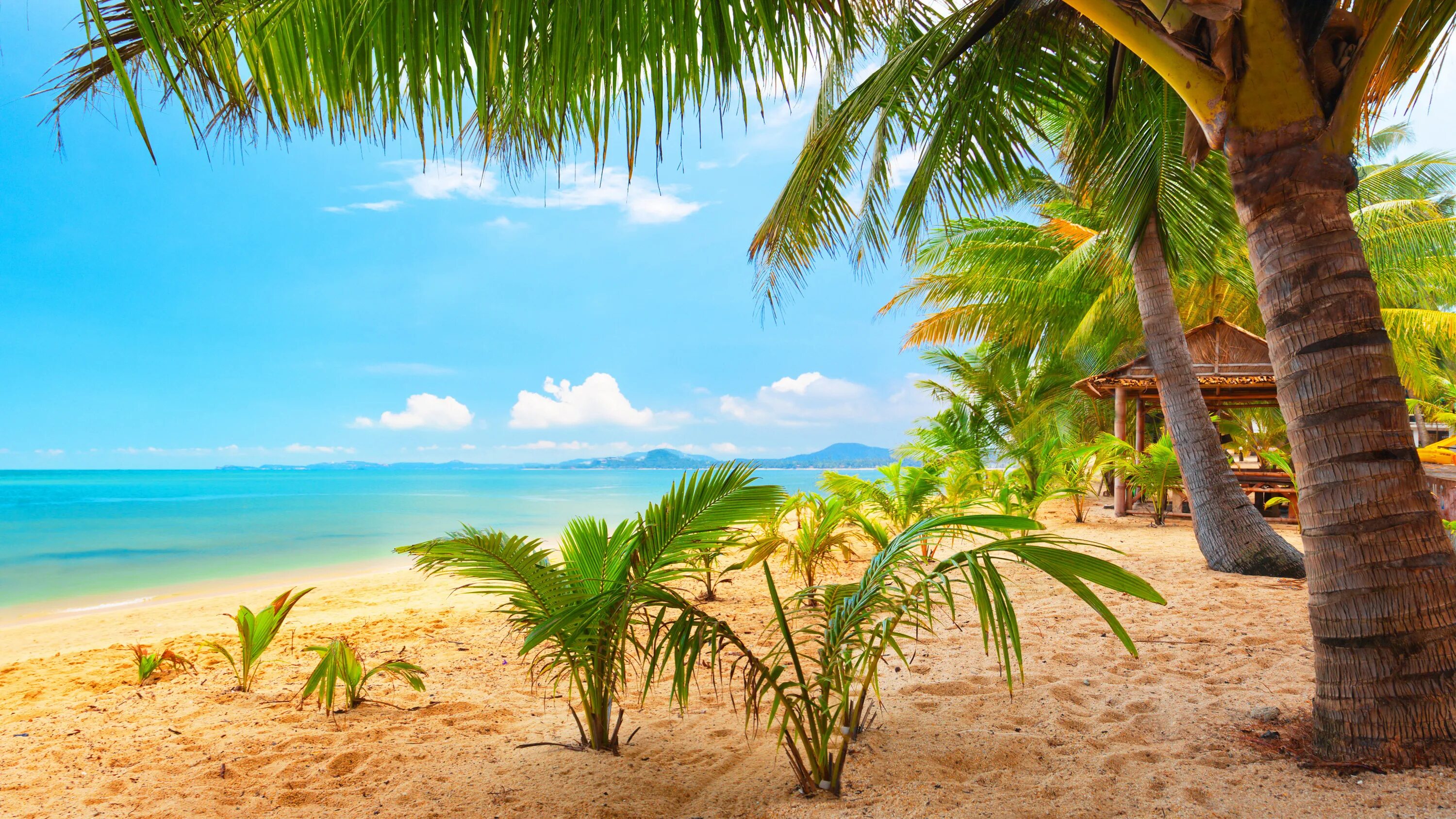 Пляж фото молодых Young palms on the beach Desktop wallpapers 1024x1024