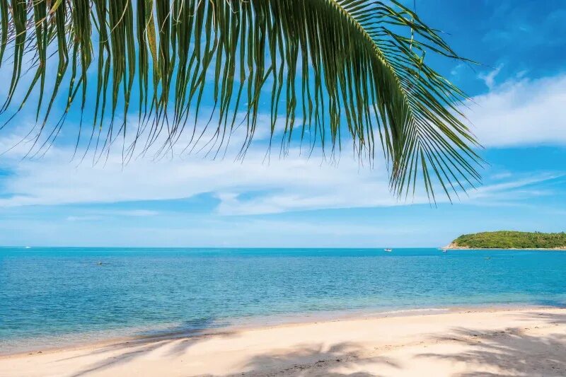 Пляж фото молодых Laeacco Tropical Sea Beach Palms Tree Summer Holiday Scenic Photo Background Bab