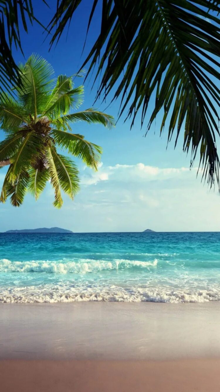 Пляж фото на телефон Обои пляж, море, тропическая зона, Пальма, океан для iPhone 6, 6S, 7, 8 бесплатн
