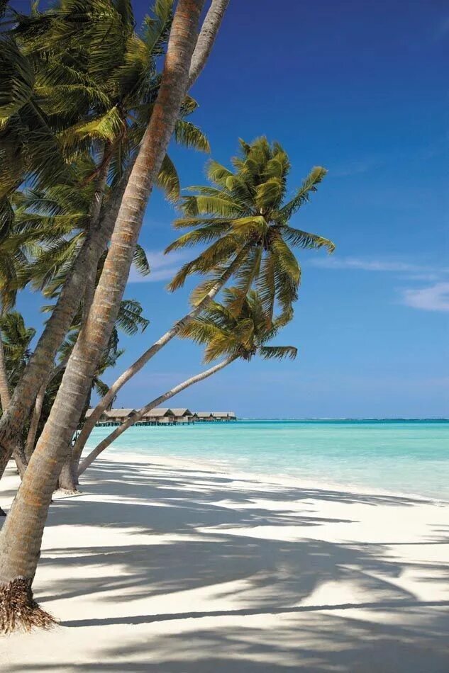 Пляж фото вертикальные Pin by TheSeaPearl on Beach Escapes Beautiful beaches, Paradise places, Beach vi