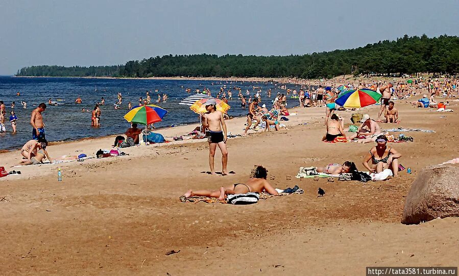 Пляж ленинградская область сосновый бор фото Золотые пески пляжа в Липово (Сосновый Бор, Россия)