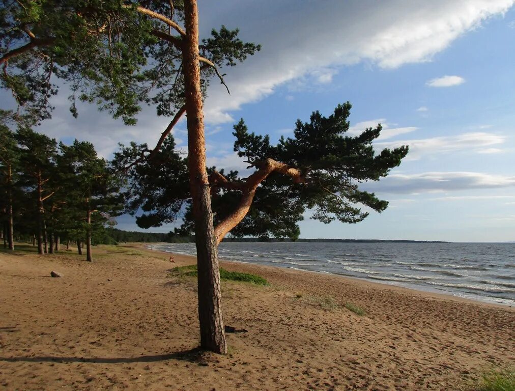 Пляж ленинградская область сосновый бор фото В список из 31 пригодных для купания пляжей в Ленобласти попали два сосновоборск