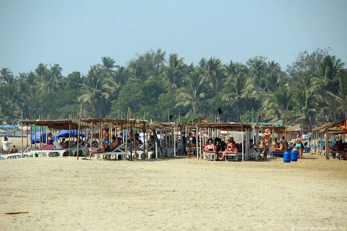 Пляж морджим гоа фото Morjim Beach - лучший пляж Северного Гоа - DmitryPonomarev