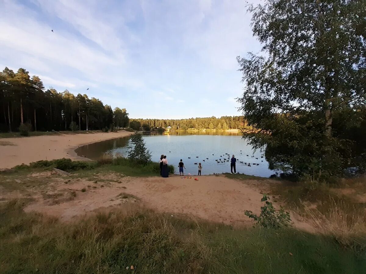 Пляж московская область городской округ черноголовка фото Южное озеро Живой мир вокруг меня Дзен