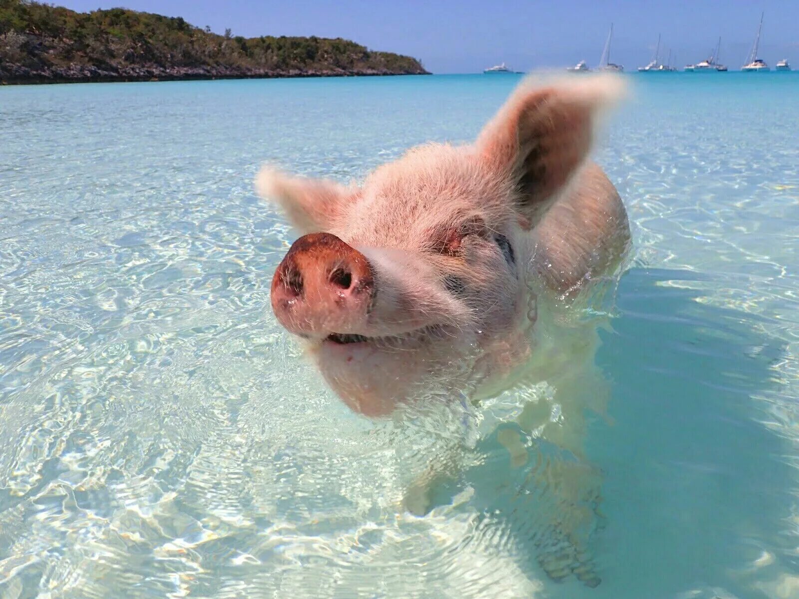 Пляж свиней фото Bahamas 動 物, ビ-チ, 愛 ら し い