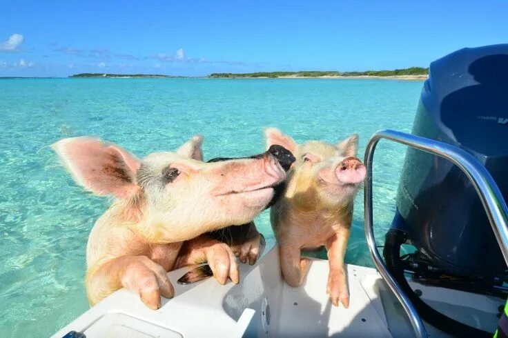 Пляж свиней фото Swimming with Pigs in The Bahamas 3 Best Swim With Pigs Nassau Bahamas Excursion