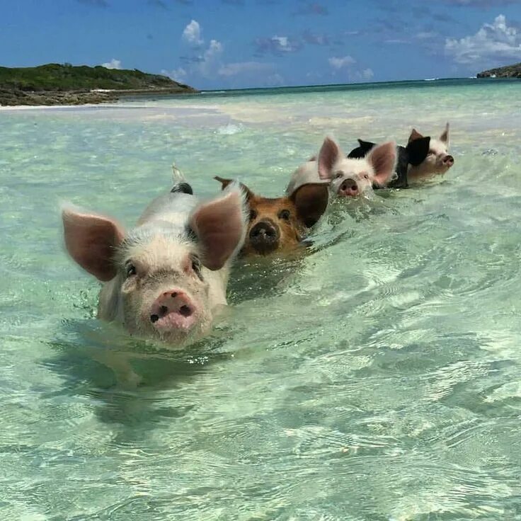 Пляж свиней фото #VacationGoals @theswimmingpigs @exumawatersports Cute little animals, Animals, 