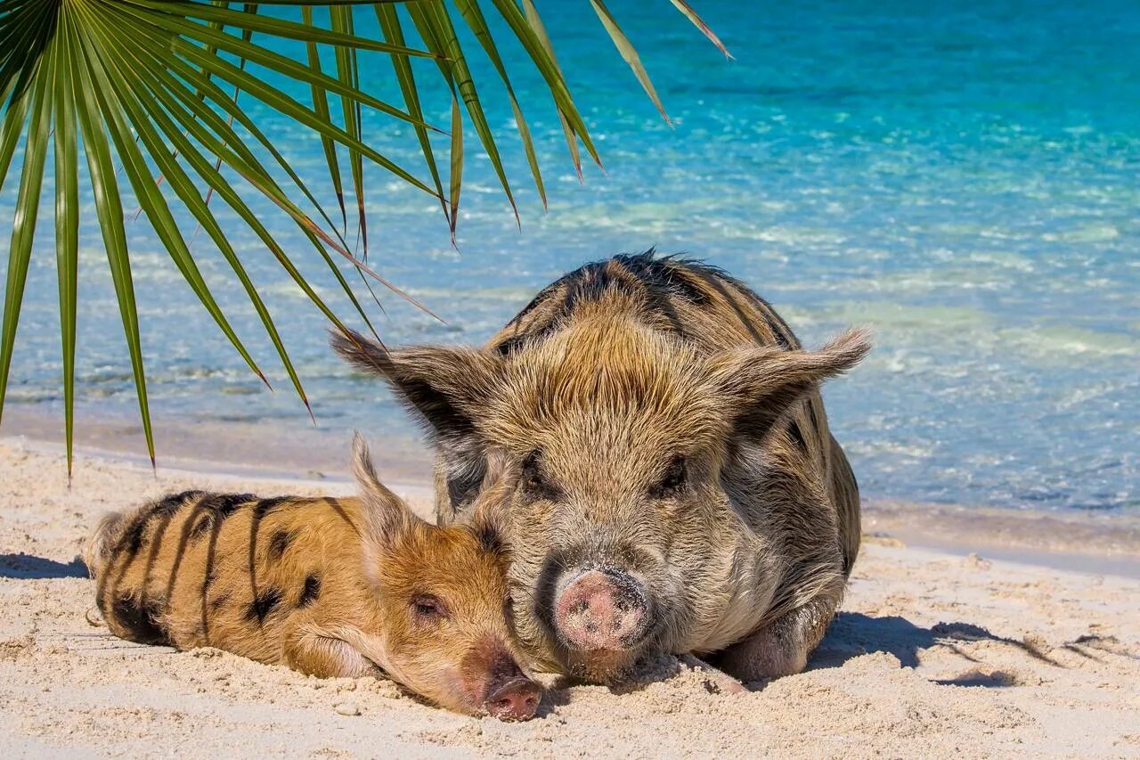 Пляж свиней фото Остров свиней на Багамах Pig Beach, Pig Island - Журнал Виасан