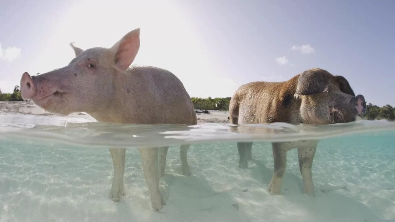 Пляж свиней фото Autopsy Shows What Killed Some Of The Bahamas' Famous Swimming Pigs - YouTube