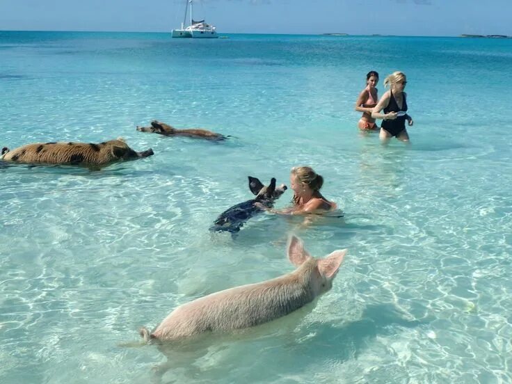 Пляж свиней фото Swimming with Pigs $389 Swimming pigs, Pig beach bahamas, Pig beach