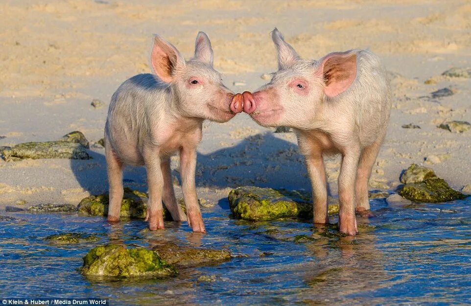 Пляж свиней фото Pigs paddle up to 300ft from the shore in the Bahamas Daily Mail Online