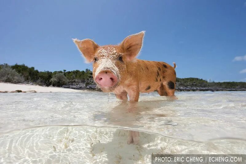 Пляж свиней фото Chanchitos domésticos que viven libres en las Bahamas ლ(╹ ◡ ╹ ლ) Pig beach, Swim