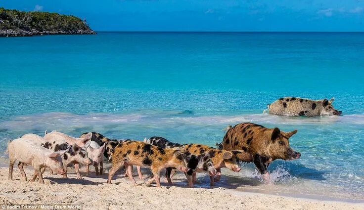 Пляж свиней фото Pigs paddle up to 300ft from the shore in the Bahamas Swimming pigs, Pig beach b